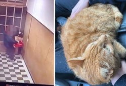 外卖员爆料宠物猫视频下载,视频走红网络